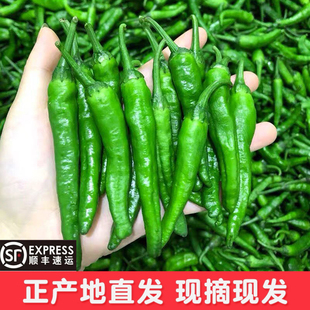 顺丰正宗樟树港辣椒5斤产地现摘张章树巷湖南本地特产新鲜小辣椒