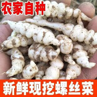现挖螺丝菜新鲜蔬菜5斤宝塔菜地环甘露子草石蚕地牯牛葫芦酱泡10