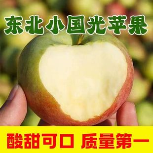 小国光苹果笨果新鲜水果正宗国光苹果瓦房店不打蜡不套袋 5斤包邮
