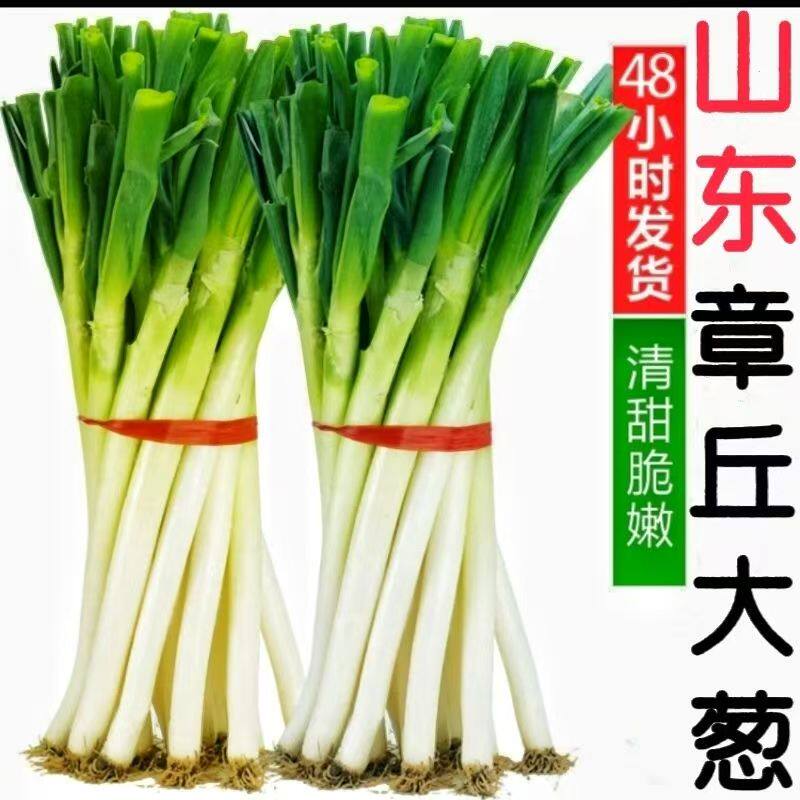 山东大葱新鲜甜葱特级9/5斤铁杆大葱非章丘大葱长白毛葱蘸酱嫩葱
