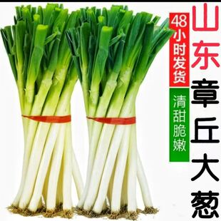 山东大葱新鲜甜葱特级9/5斤铁杆大葱非章丘大葱长白毛葱蘸酱嫩葱