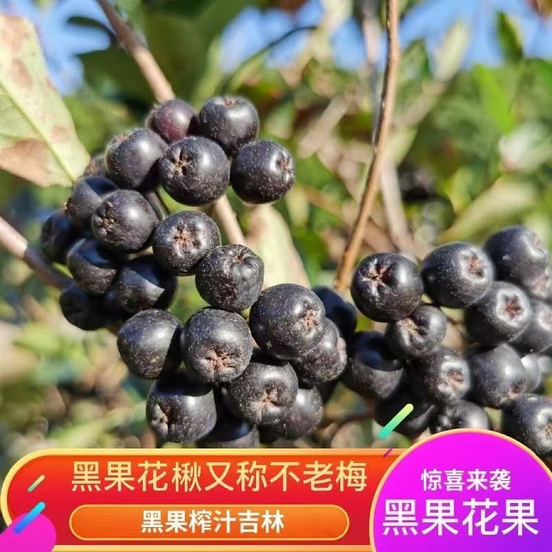 新鲜野樱莓酵素不老莓果