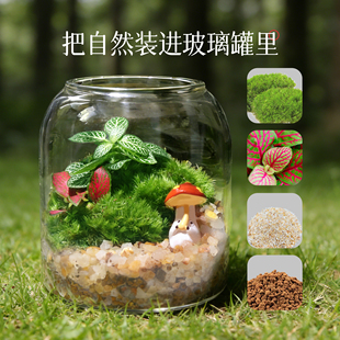 苔藓微景观生态瓶透明瓶盖苔原生态植物龙猫玩偶装饰DIY摆件