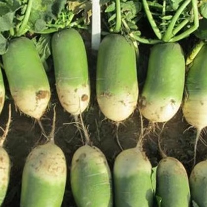 蚌埠特产青萝卜现拔现卖