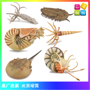 Collecta我你他 三叶虫 鹦鹉螺 菊石远古海洋动物模型玩具88906