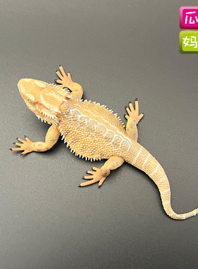 collecta我你他 松狮蜥 仿真爬行动物塑胶模型儿童认知玩具88567