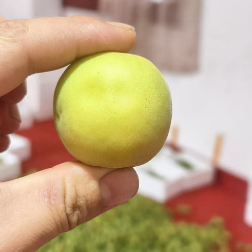 云南高成熟丰厚梅百草萝个子大