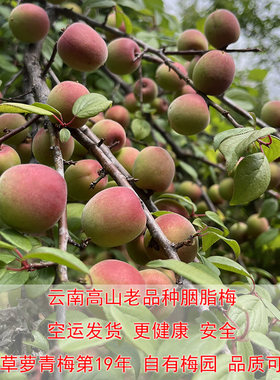 云南胭脂梅大果非其它产区