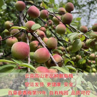 2026云南高山胭脂鲜果老品种红梅泡酒做露特别提醒个小
