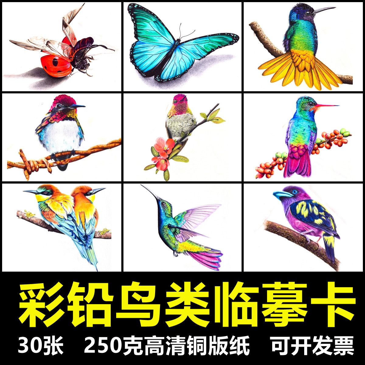 115少儿美术创意临摹卡片范画彩铅鸟类30张考级幼儿园画室带塑封