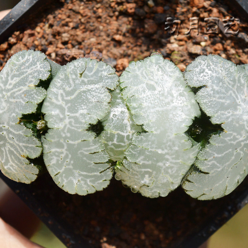 虞姬玉扇 初月园艺瓦苇十二卷经典铭品珍稀有多肉植物 有一物一拍