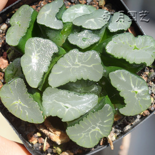 大窗凤凰万象 初月园艺 十二卷经典铭品珍稀有多肉植物有一物一拍