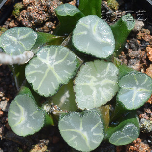 火烧云万象 初月园艺 十二卷经典铭品珍稀多肉植物 有一物一拍