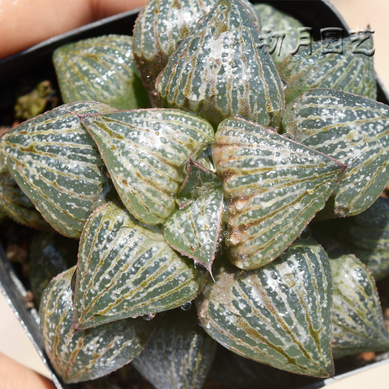 丸叶青蟹寿 初月园艺 多肉植物 瓦苇十二卷 满包邮 有一物一拍