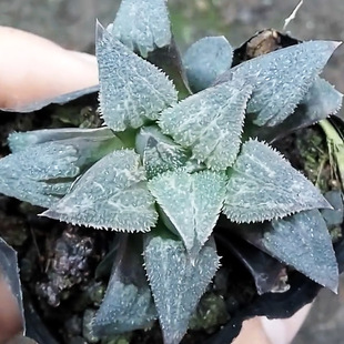 磨面克里克特寿 初月园艺 瓦苇十二卷 舌尖鸭舌叶 百合科多肉植物