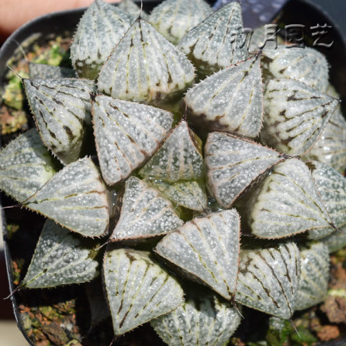 青蟹经典瓦苇百合科多肉植物