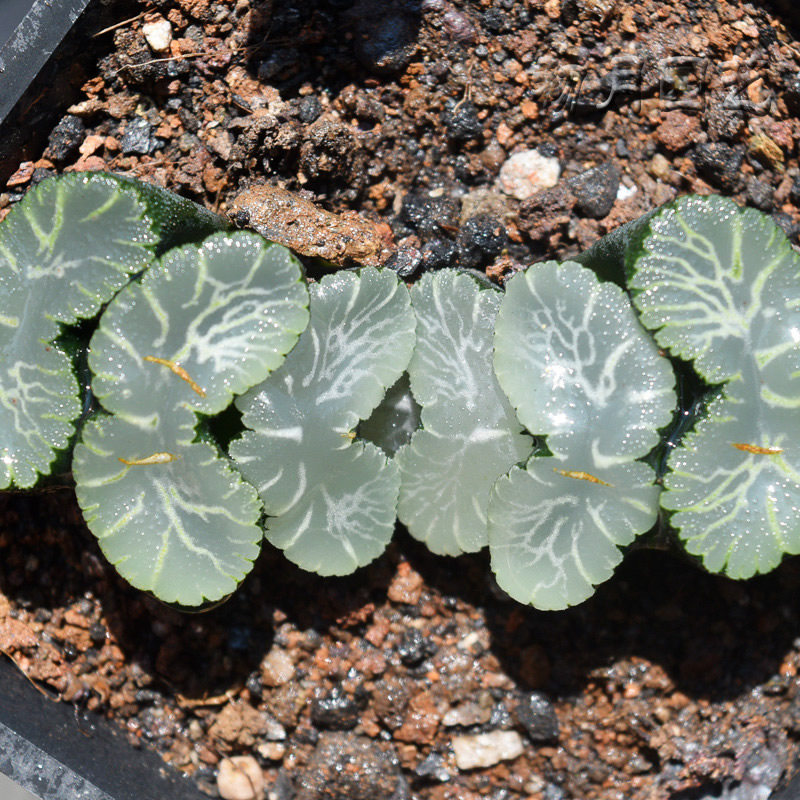 狮子舞玉扇 初月园艺 稀有经典铭品多肉植物万象十二卷有一物一拍