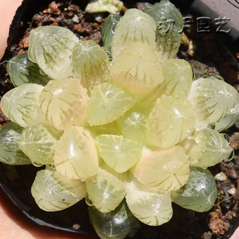 琥珀玉露 多肉植物 雨露肉肉办公室植物室内盆栽花卉锦有一物一拍 鲜花速递/花卉仿真/绿植园艺 多肉植物 原图主图