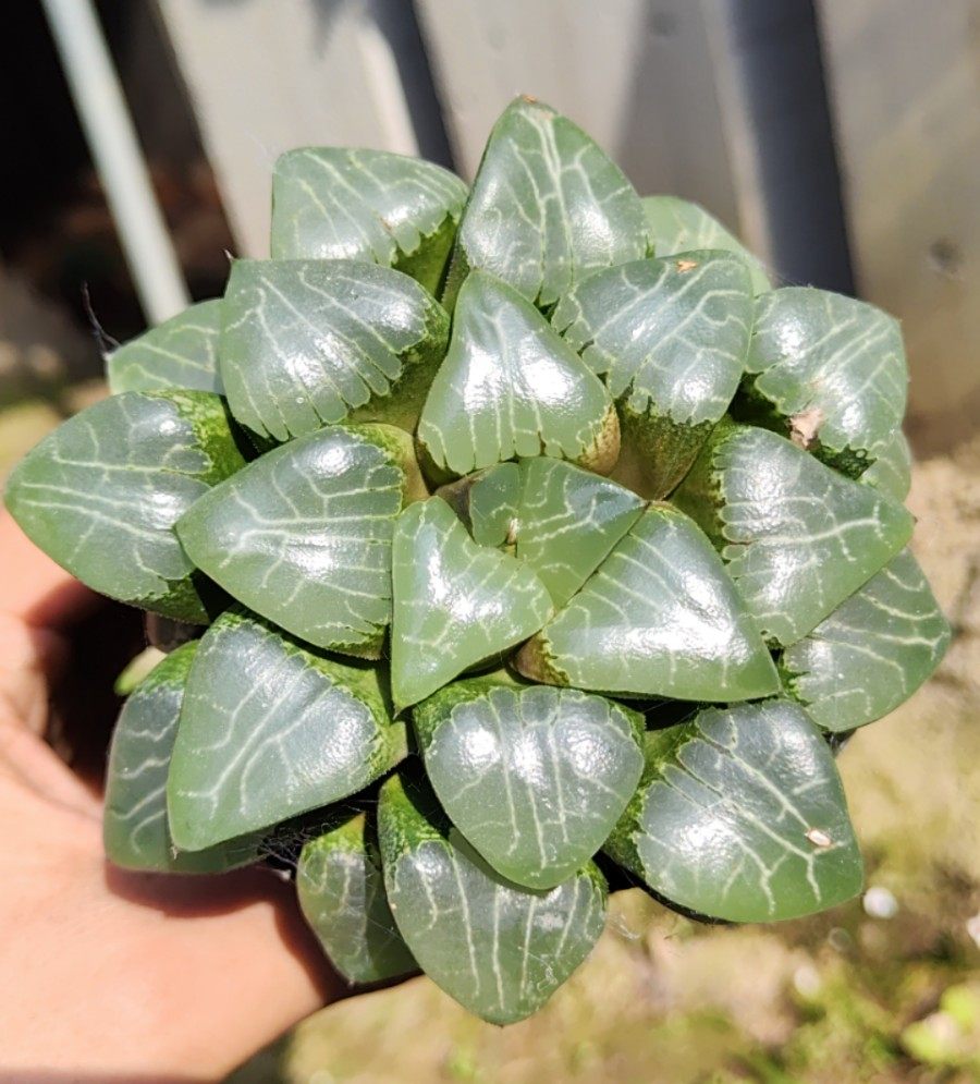 月影寿 初月园艺 气质型克里克特瓦苇十二卷 多肉植物 有一物一拍