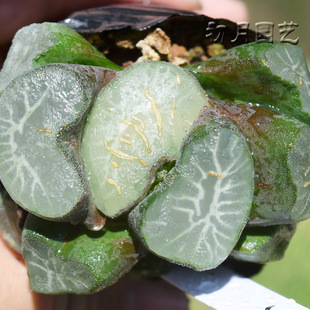 狮子神万象 初月园艺 巨大窗疤纹窗面铭品珍稀多肉植物有一物一拍