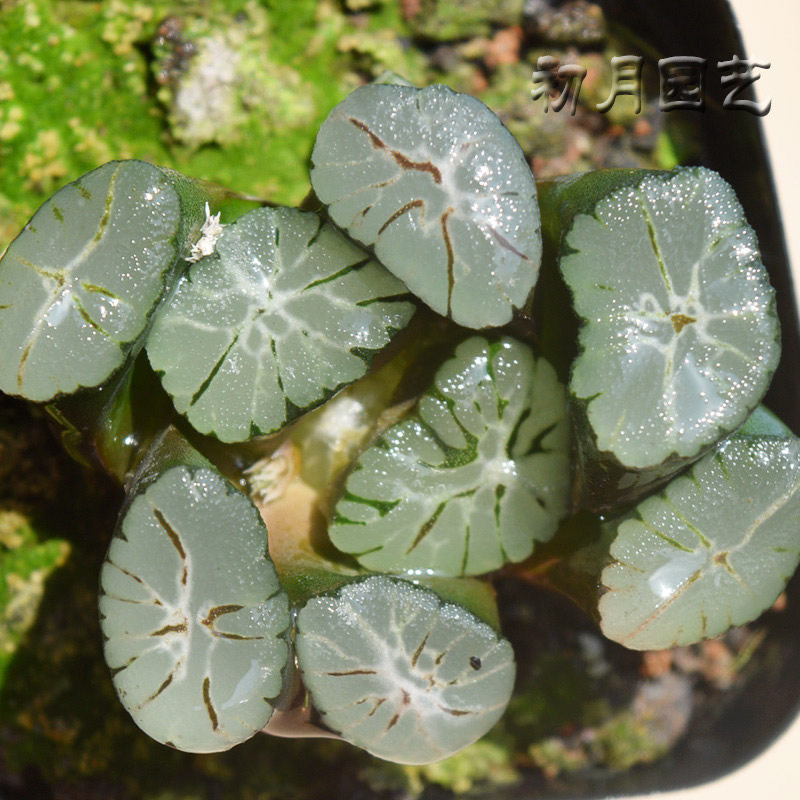 紫稻妻万象 初月园艺 紫系万象瓦苇十二卷多肉植物 有一物一拍