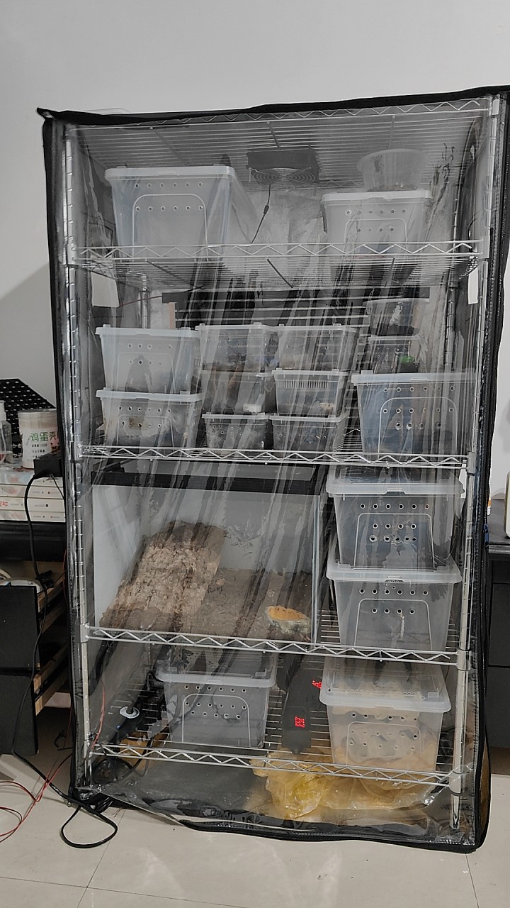 蚂蚁蛇爬宠蜘蛛蜥蜴多肉保温罩饲养箱保温暖房植物架保温室定制