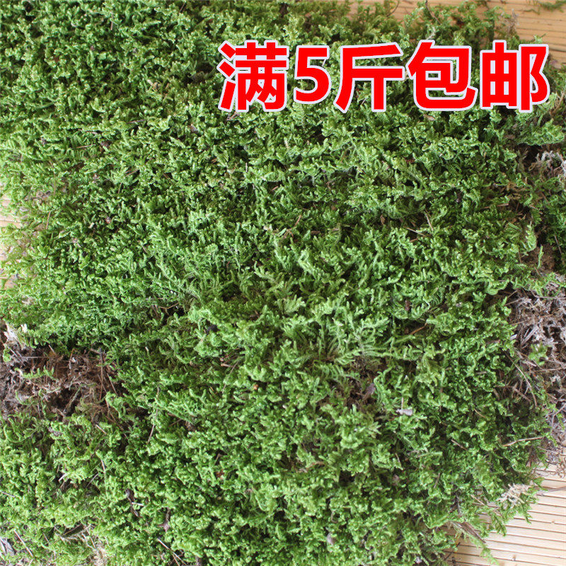 干水苔苔藓水草青苔乌龟保湿蛇垫材兰花石斛栽培嫁接包裹基质批发