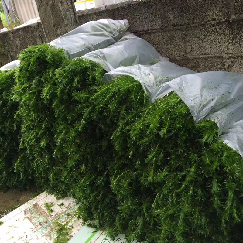 鱼缸水草植物造景套餐真水草活体懒人莫斯增氧阴性蜈蚣草绿菊水榕