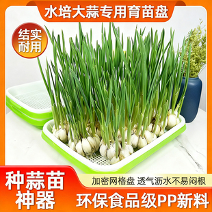 蒜苗种植盆蒜黄专用育苗托盘芽苗菜豌豆苗发豆芽种蒜神器水培器皿