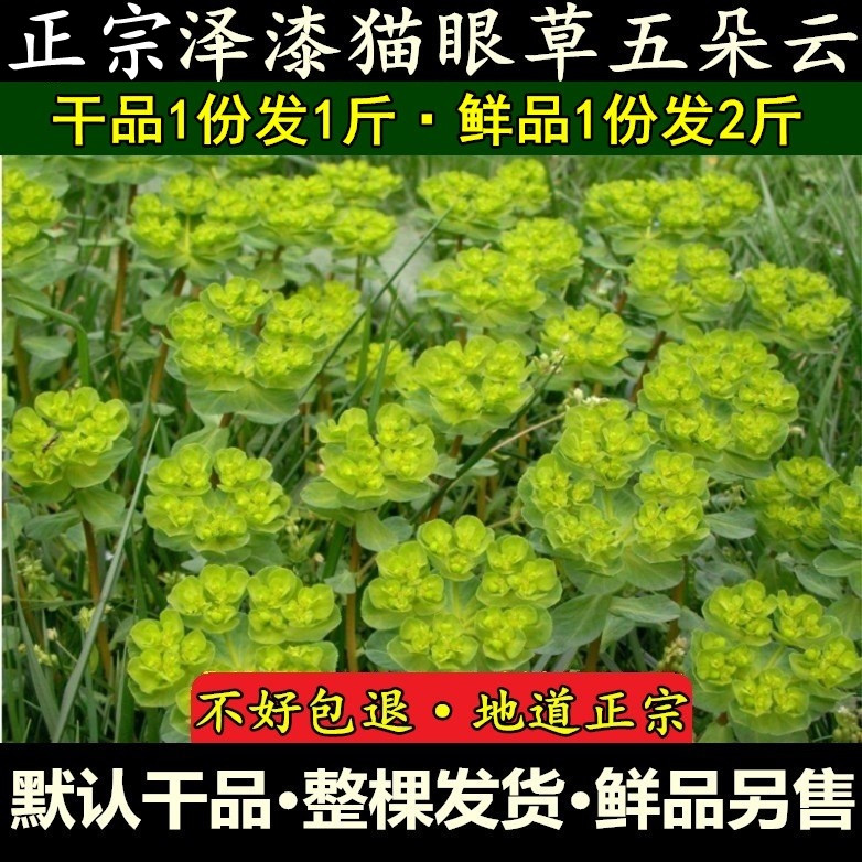 山东新鲜泽漆猫眼草猫儿眼睛草五朵云五灯草乳浆大戟干品500g包邮