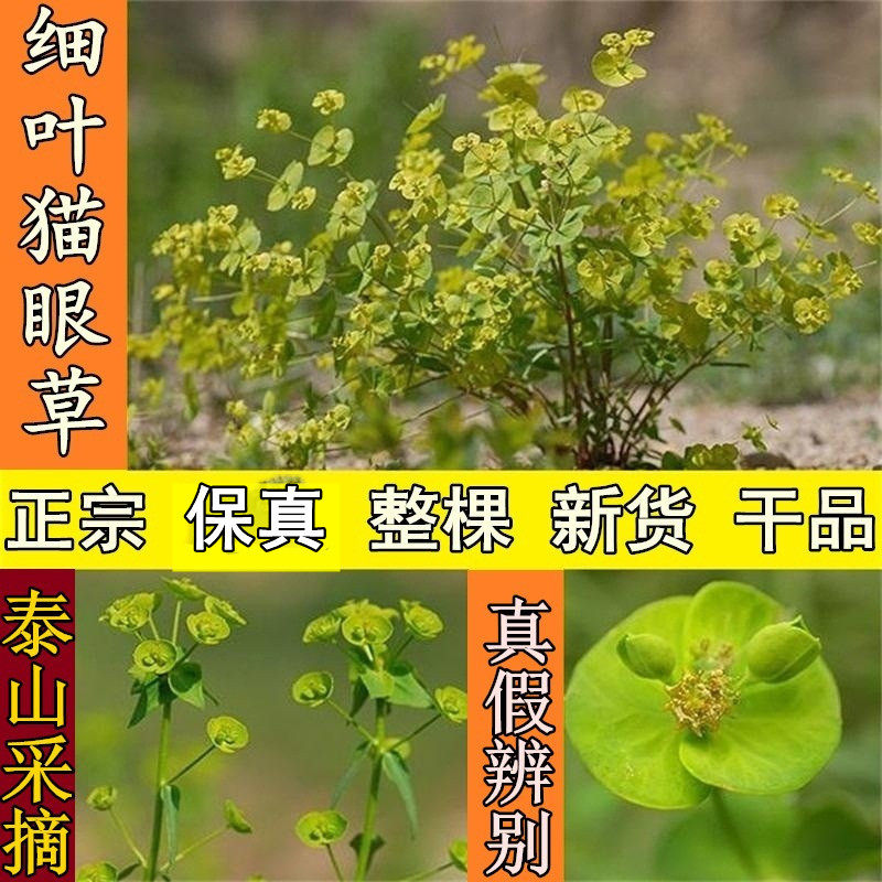 山东正宗猫眼草乳浆大戟细叶猫眼草烂疤眼乳浆草非泽漆500g包邮