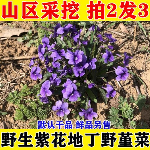 野生新鲜泰山现挖地丁草
