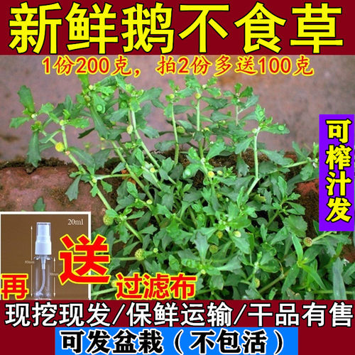 新鲜鹅不食草苗石胡荽鹅不吃草鸡肠草干品打粉种子200g包邮 - 封面