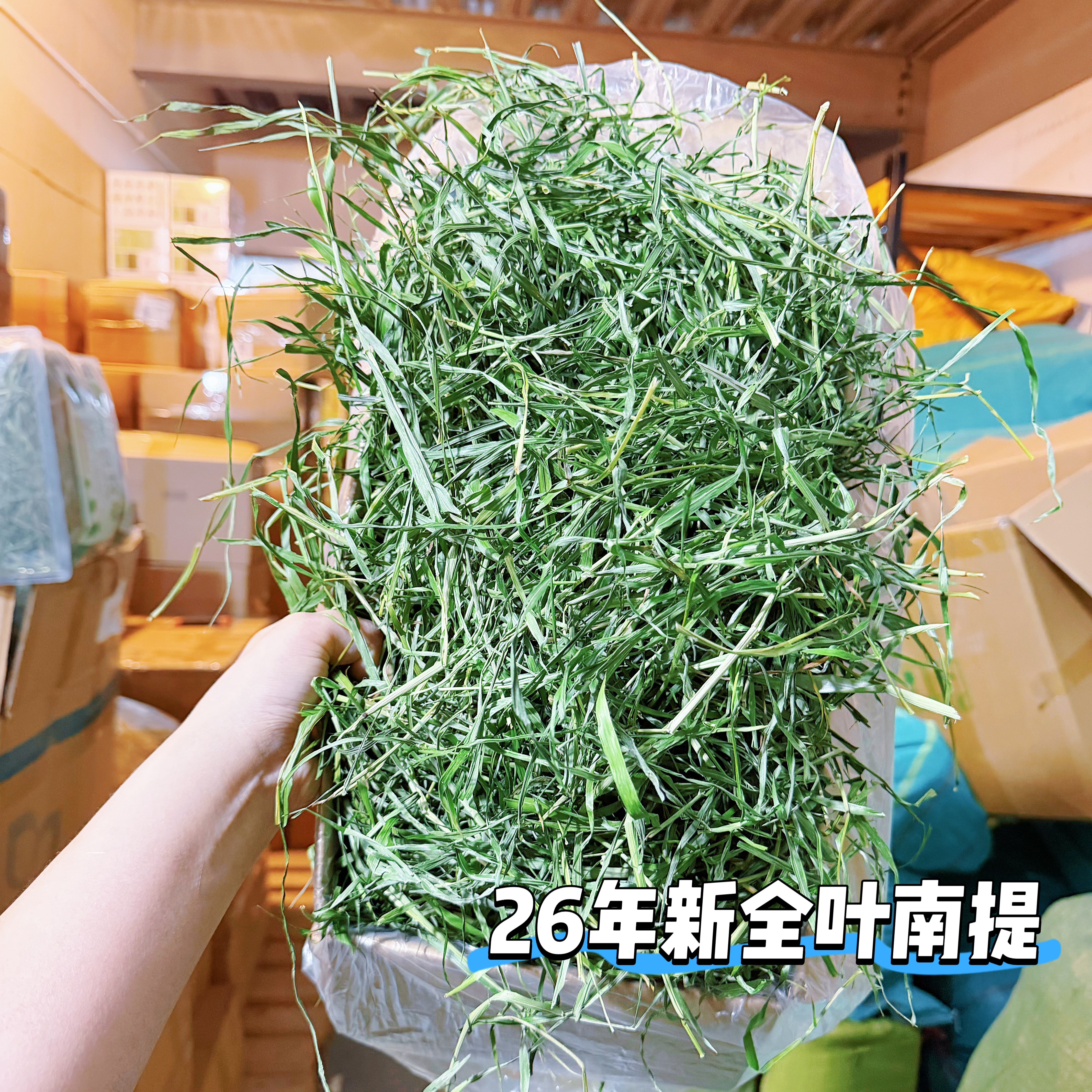 26年新草全叶南提高纤维牧草磨牙图片