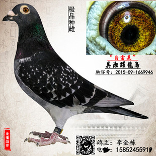 吴淞信鸽 吴淞跃龙鸟 乌金沙 子代预定 吴淞 国血信鸽 超远程信鸽