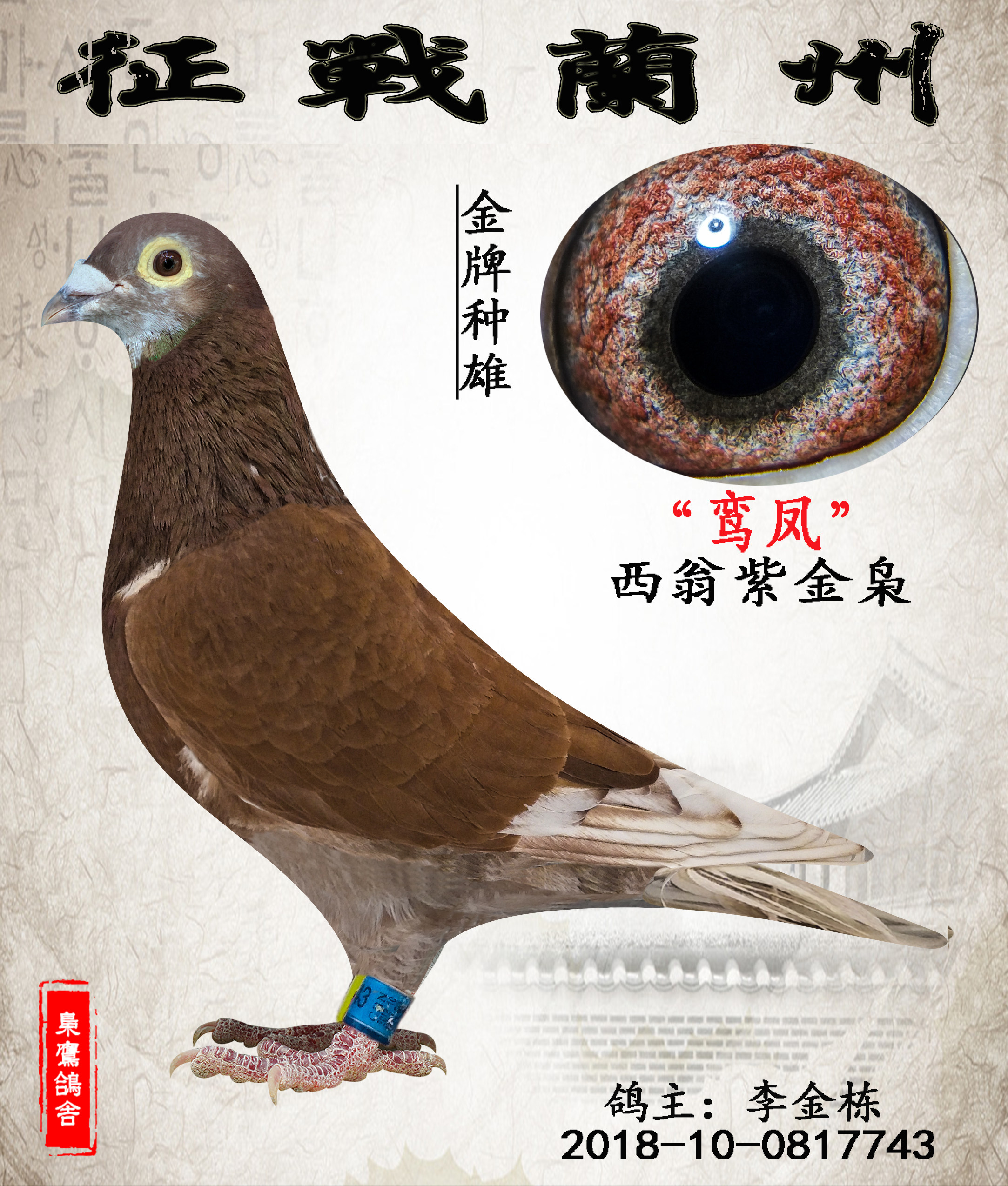 国血西翁 西翁信鸽种鸽 经典西翁种鸽 杨阿腾吴淞李鸟 西翁紫金枭