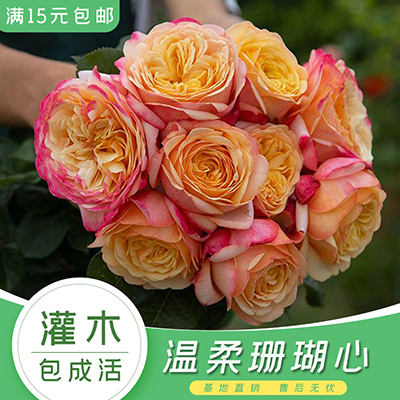 温柔珊瑚心 中苗月季花苗耐热切花绿植花卉玫瑰阳台
