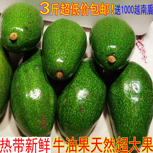 越南品种特巨大牛油果新鲜牛油果非墨西哥鳄梨宝宝孕妇营养果包邮