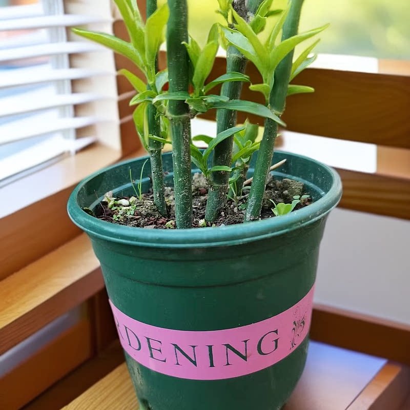 忧遁草盆栽植物绿植