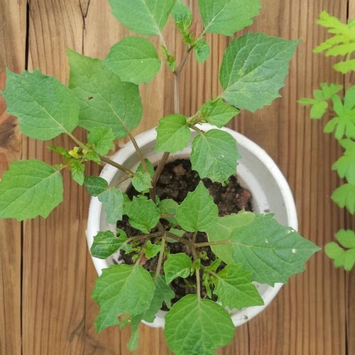 灯笼草盆栽阳台绿植美观植物
