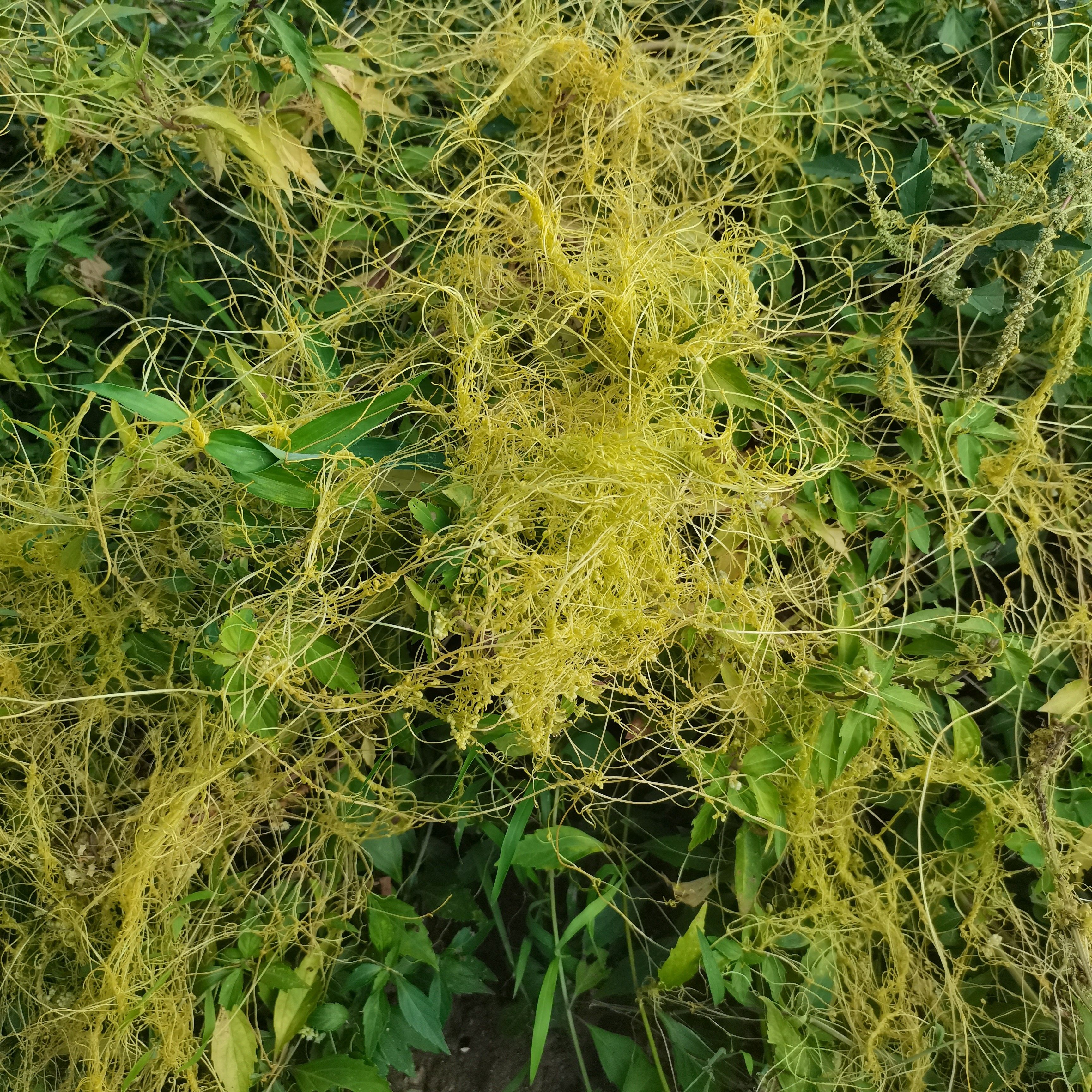 纯天然菟丝茶 菟丝子藤 新鲜无根草禅真豆寄生鸡血金丝藤包邮