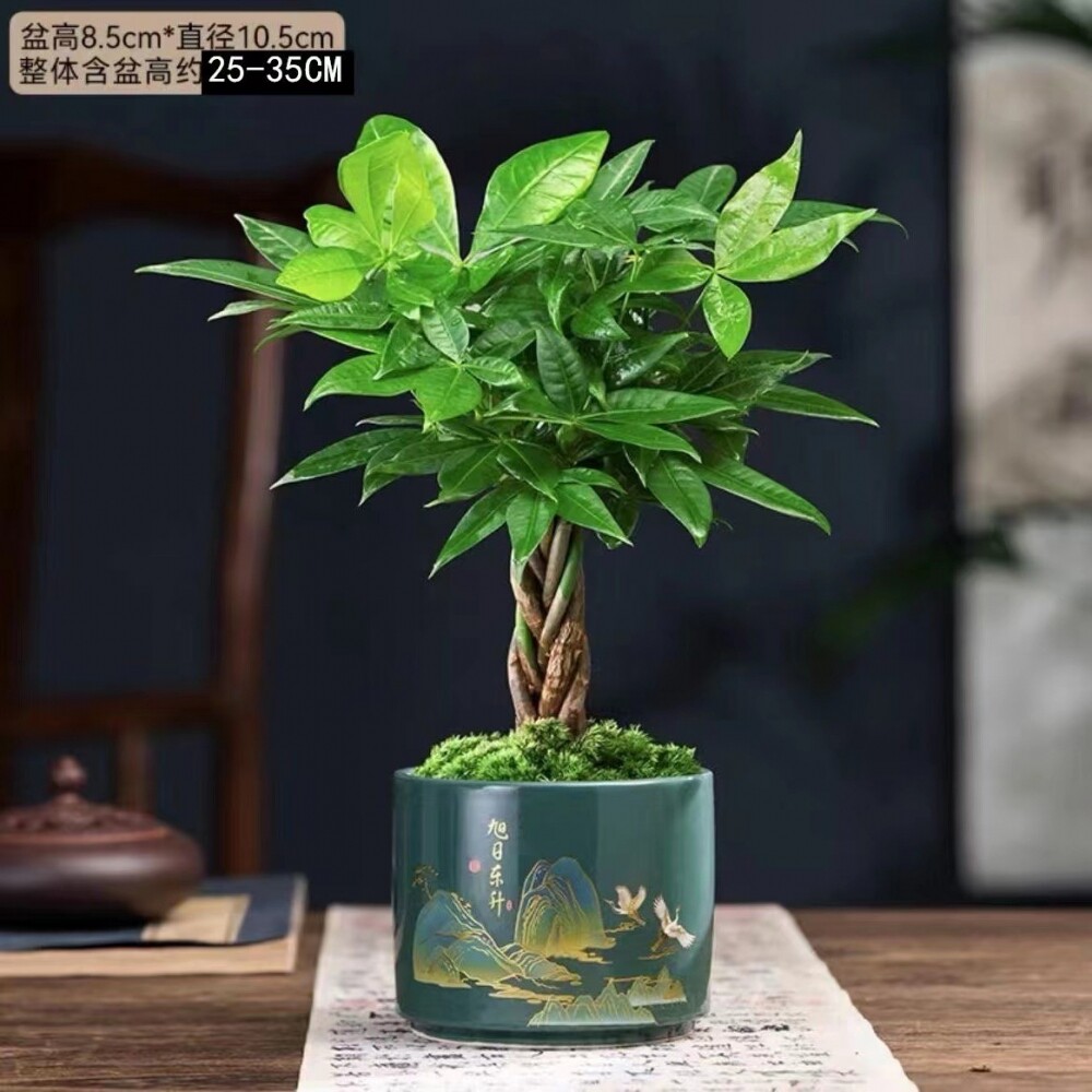 发财树盆栽室内植物客厅吸甲醛好养盆景四季常青办公室花卉绿植M