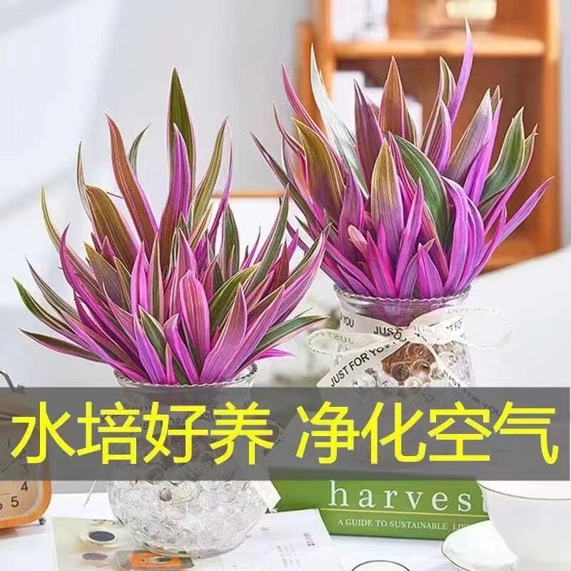 紫露兰水培绿植物吊兰小盆栽室内办公室桌面花卉油画婚礼四季好l