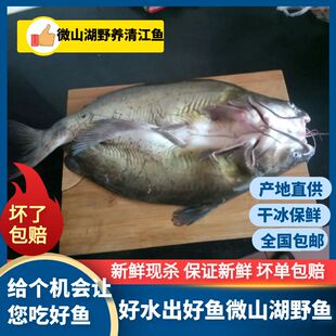 顺丰包邮开背清江鱼鮰鱼江团鱼肉鲜美叉尾鮰商用鲜活现杀真空发货