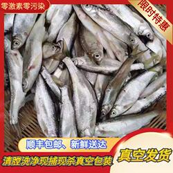 全国包邮小白鱼野鱼白条鱼川条刁子鱼淡水鱼翘嘴鱼现杀去肠真空