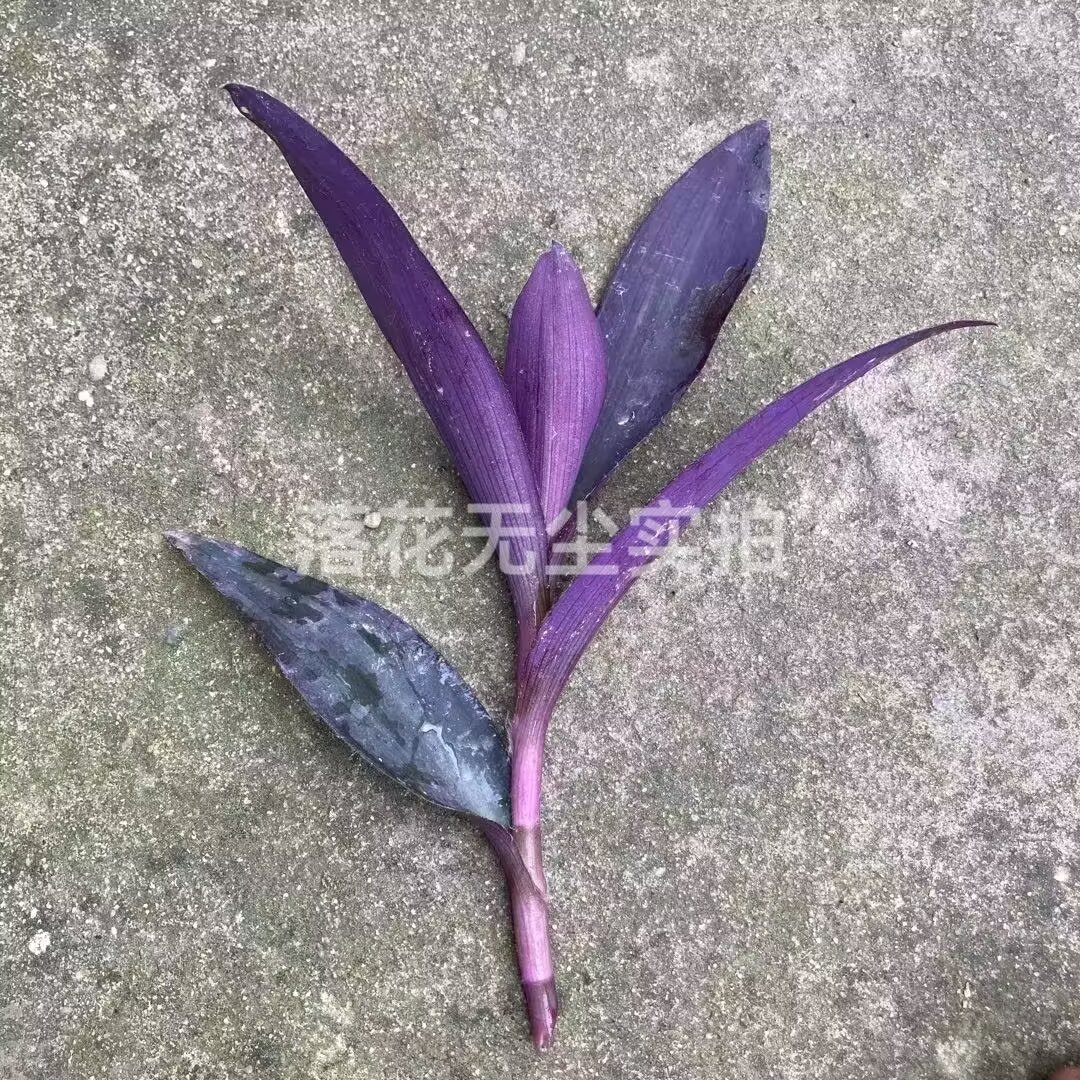 紫竹梅扦插苗枝条紫罗兰鸭跖草盆栽地栽室内外紫色植物新手养不死