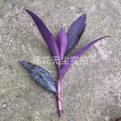 紫竹梅扦插苗枝条紫罗兰鸭跖草