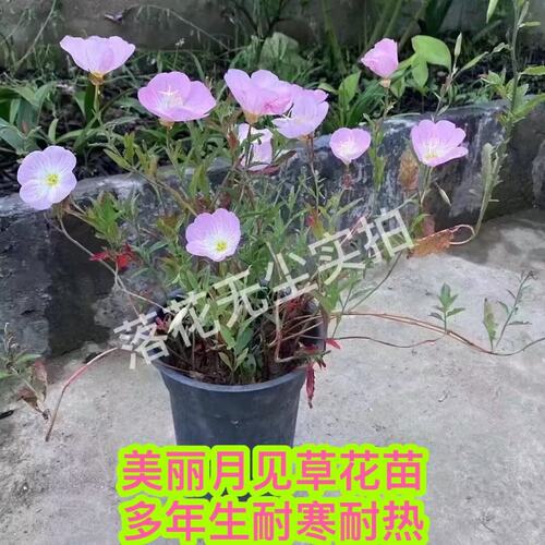 多年生美丽月见草花苗耐寒耐热花