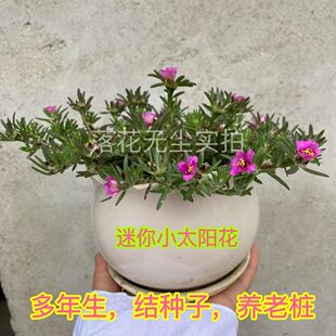 稀有老品种针叶迷你单瓣小太阳花带根枝条多年生结种子养老桩耐热