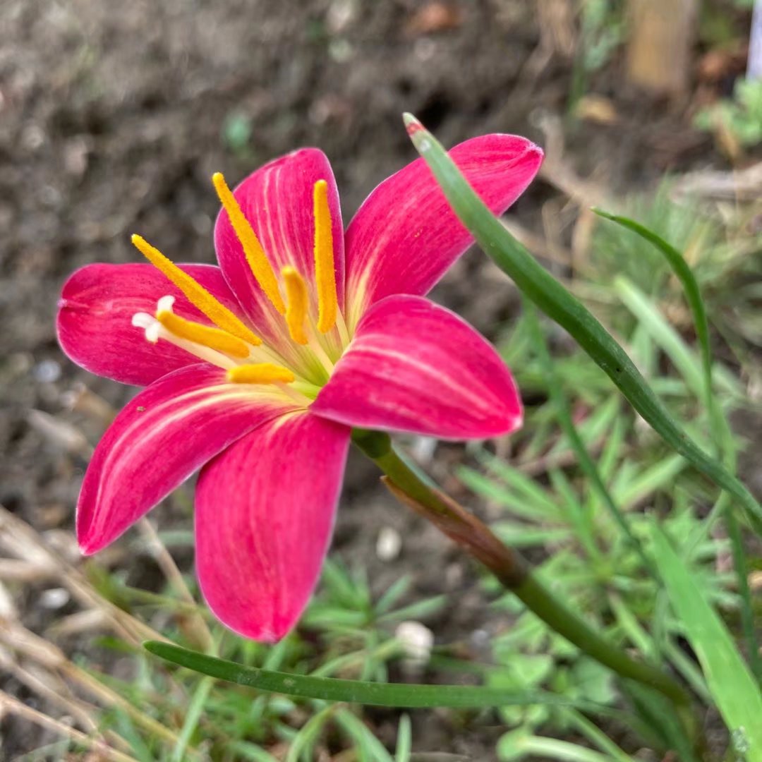 风雨兰花各种颜色开花种球国王胖丽丽火焰耐寒耐热耐旱易活球根花